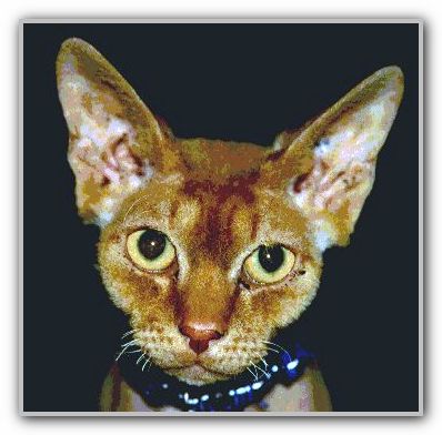 DJ SJ Pet Sam